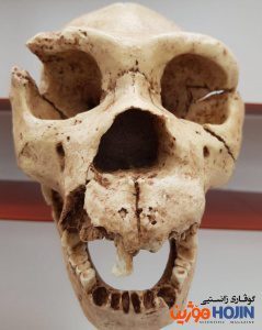 Homo heidelbergensis ‎تەکمیلترین کاسەسەری ئەم جۆرەی مرۆڤە. ناوی میگوێلۆنە (دۆزەرەوەکەی) و تەمەنی بۆ ٤٠٠ هەزار ساڵ لەوەپێش دەگەڕێتەوە. زیاتر لە ٥هەزار کاسەسەری لەم جۆرە لە سپانیا دۆزراونەتەوە.
