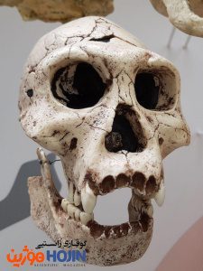 Homo erectus ‎مرۆڤی ڕاستەباڵا یەکەم جۆری مرۆڤە کە ئاناتۆمییەکەی زۆر لە مرۆڤی مۆدێرن دەچێت. تەمەنی ئەم کاسەسەرە بۆ ١.٨ ملیۆن ساڵ لەمەوبەر دەگەڕێتەوە و لە گورجستان دۆزراوەتەوە.